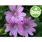 Organic Mallow Flower Macerate