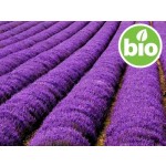 Organic Lavender Flower Macerate