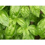 Exotic Basil Essential Oil - CT Methylchavicol