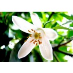 Orange Blossom Flavouring - Water-Soluble