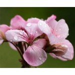Organic Geranium Hydrolat