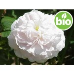Organic Rosa Alba Hydrolat