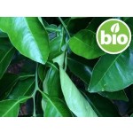 Organic Bitter Orange / Bigarade Petitgrain Essential Oil