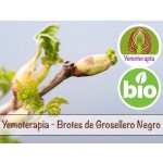 Blackcurrant Shoots - Gemmotherapy