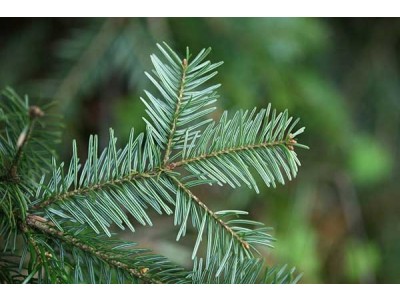 Wild Silver Fir Essential Oil