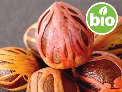 Organic Nutmeg Essential Oil - Wild