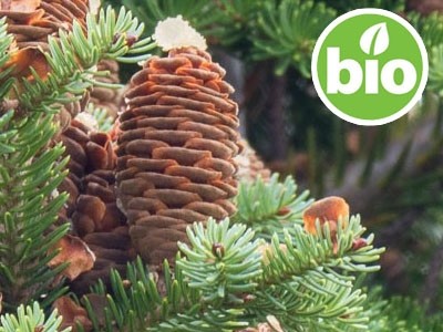 Organic Balsam Fir Essential Oil