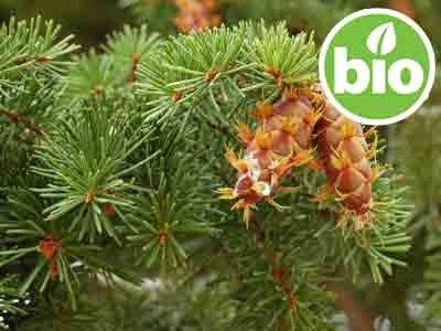 Organic Douglas Pine Essential Oil (Douglas Fir)