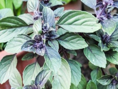 Camphor Basil Essential Oil