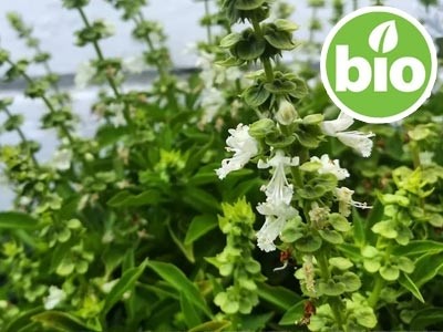 Organic Sweet Basil Essential Oil - CT Linalool
