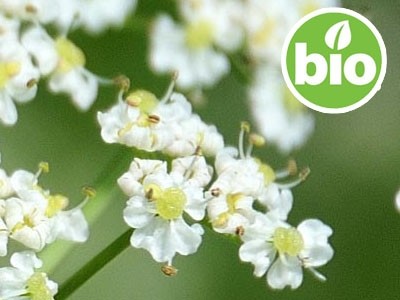 Organic Caraway Essential Oil