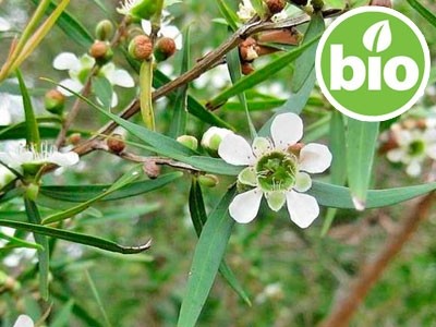 Organic Lemon-scented Tea Tree Essential Oil