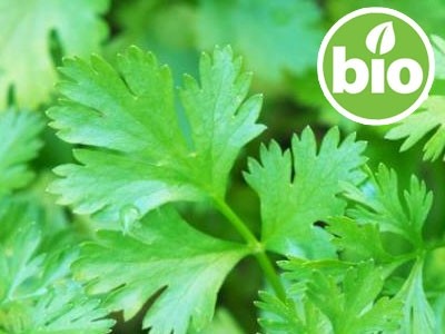 Organic Coriander Essential Oil - Leaves