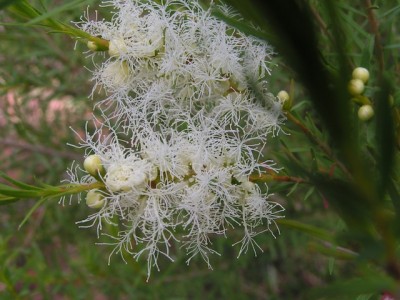 Australian Tea Tree Essential Oil