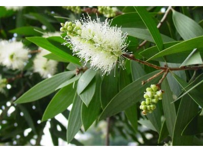 Cajeput Essential Oil