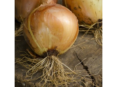 Onion Essential Oil