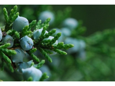 Virginia Cedarwood Essential Oil