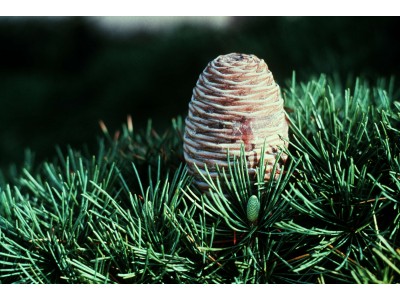 Himalayan Cedarwood Essential Oil