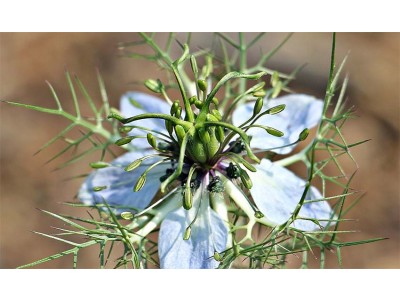 Cumin Essential Oil