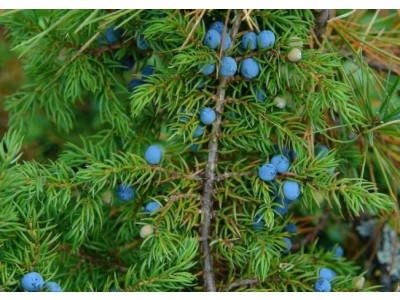 Juniper Cade Essential Oil