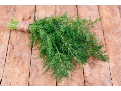 Dill Essential Oil