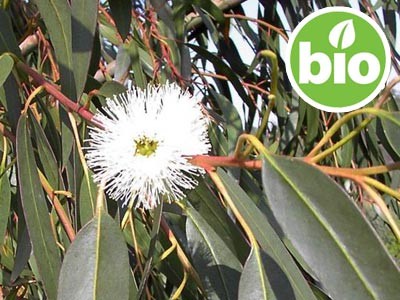 Organic Eucalyptus Glóbulo Essential Oil