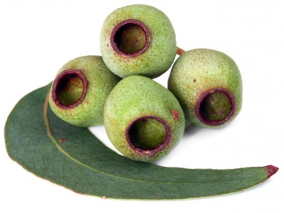 Organic Eucalyptus Smithii Essential Oil