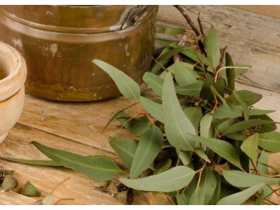Eucalyptus Globulus Essential Oil 80/85