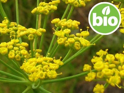 Organic Sweet Fennel Essential Oil