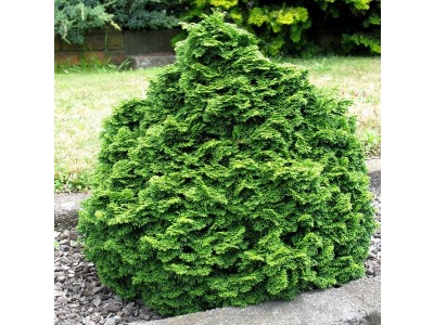 Hinoki or False Cypress Essential Oil