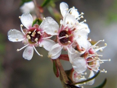 Kanuka Essential Oil
