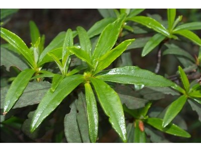 Labdanum Essential Oil