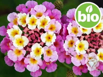 Organic Lantana Essential Oil