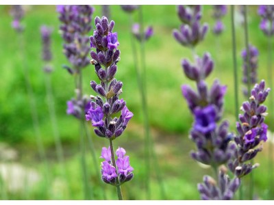 Organic Lavandin Abrial Essential Oil