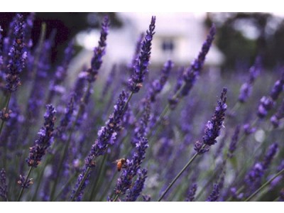 Organic Lavandin Grosso Essential Oil