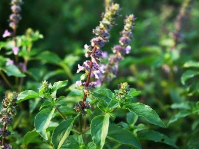 Tulsi Essential Oil - Holy Basil