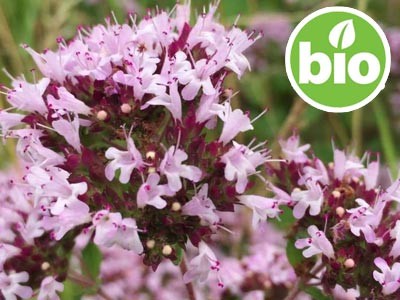 Organic Common Oregano Essential Oil
