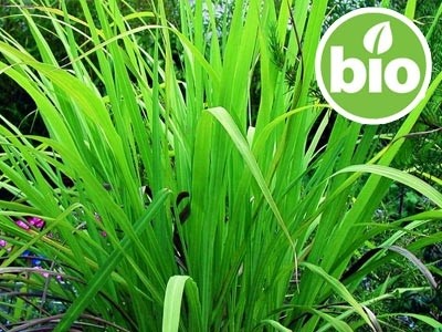 Organic Palmarosa Essential Oil