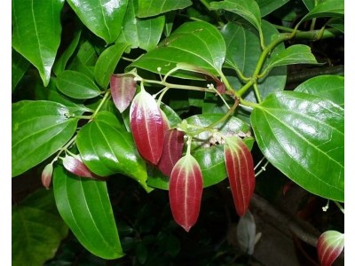 Organic Ho Wood Essential Oil - China