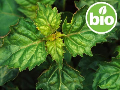 Organic Patchouli Essential Oil