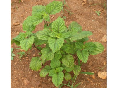 Patchouli Essential Oil