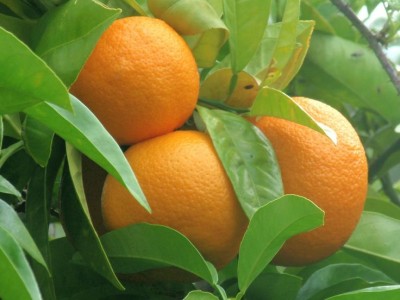 Bitter Orange Petitgrain Essential Oil (Paraguay)