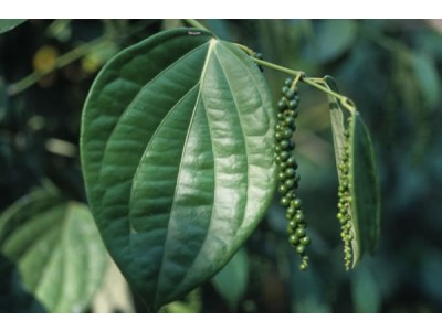 Black Pepper Essential Oil