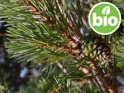 Organic Scots Pine Essential Oil
