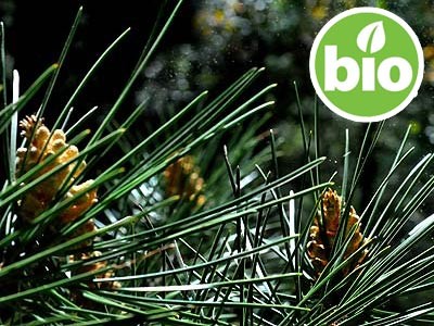 Organic Maritime Pine Essential Oil