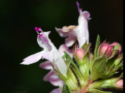 Thyme Essential Oil CT Cineole