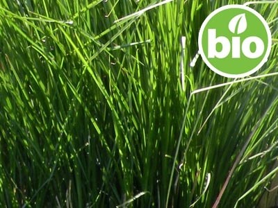 Organic Haitian Vetiver Essential Oil