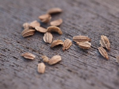 Carrot Essential Oil