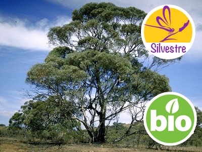 Wild Eucalyptus Polibractea Essential Oil - CT Cineole