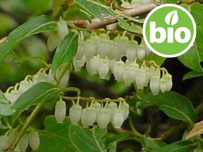 Organic Fragrant Wintergreen Essential Oil